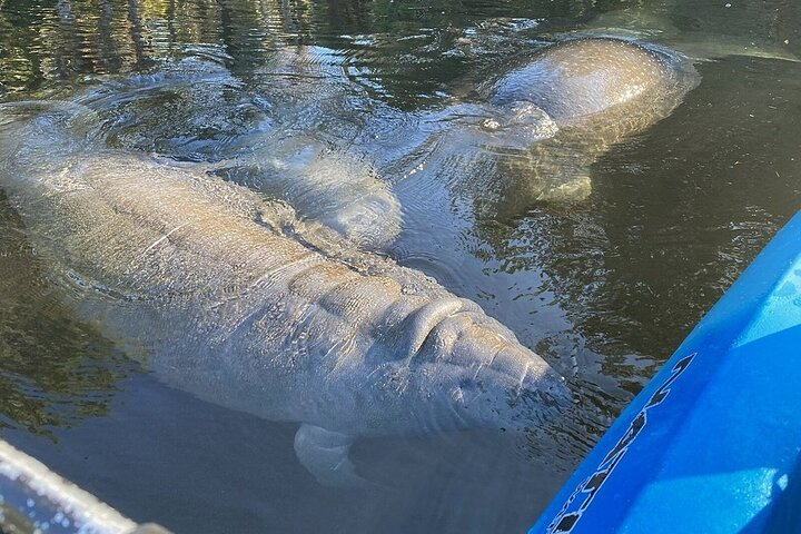 Manatee Kayak Encounter - Photo 1 of 16